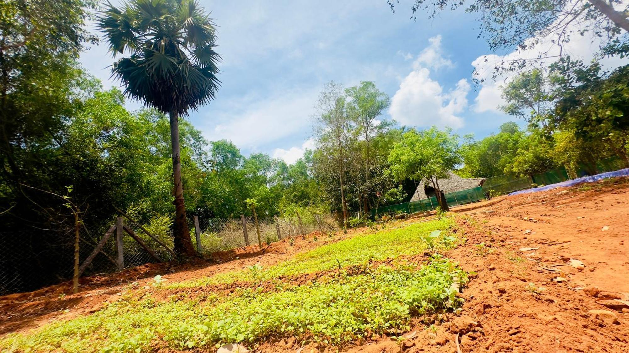 Lotus Garden Guest House Auroville Dış mekan fotoğraf