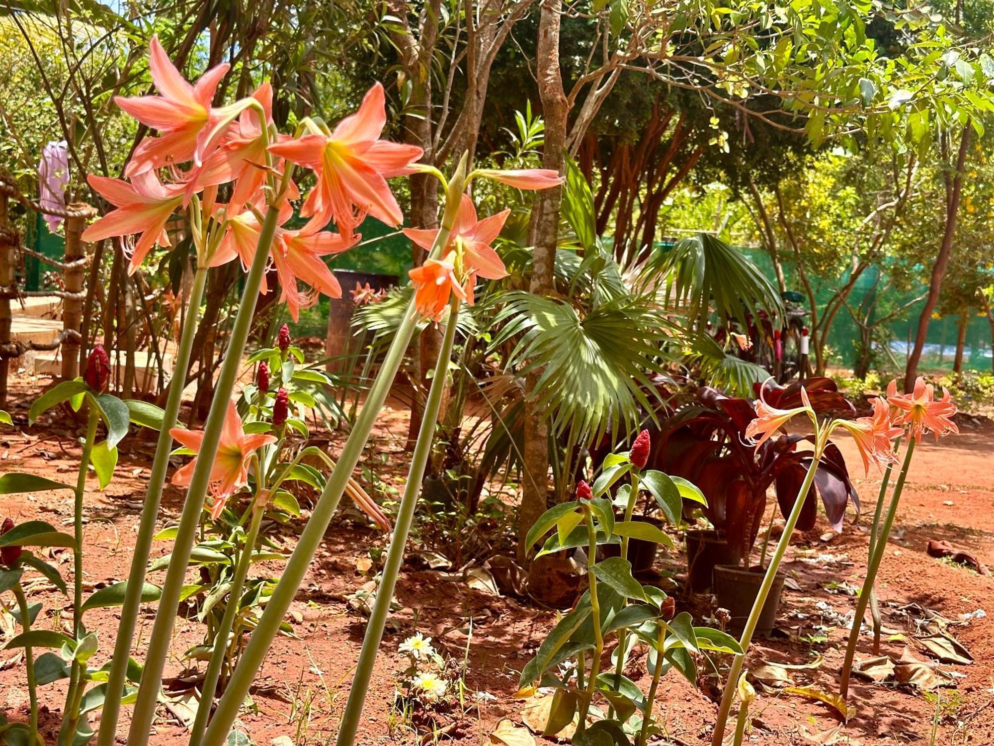 Lotus Garden Guest House Auroville Dış mekan fotoğraf